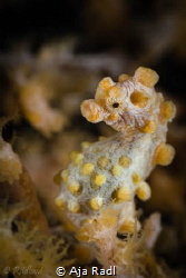 Yellow Pygmy Seahorse (Bargibanti) by Aja Radl 
